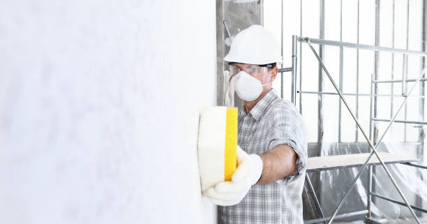 Best Basement Mold Removal  in Windsor, CO