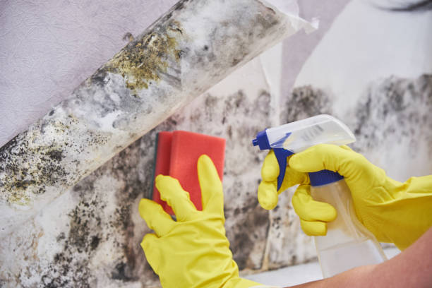 Best Attic Mold Removal  in Windsor, CO